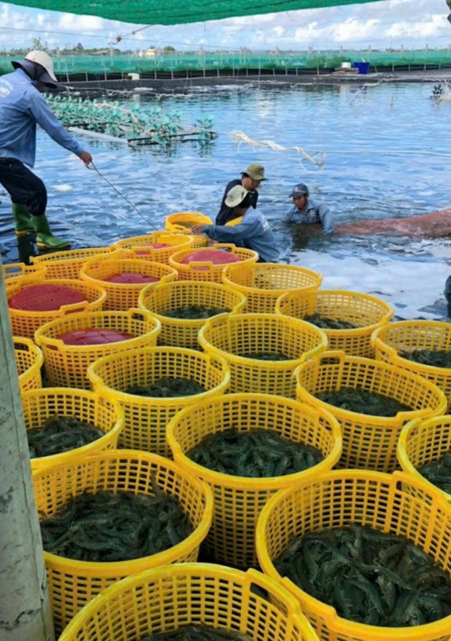 ẢNH 3 Người nuôi tôm đặt nhiều kỳ vọng vào vụ tôm cuối năm (1)