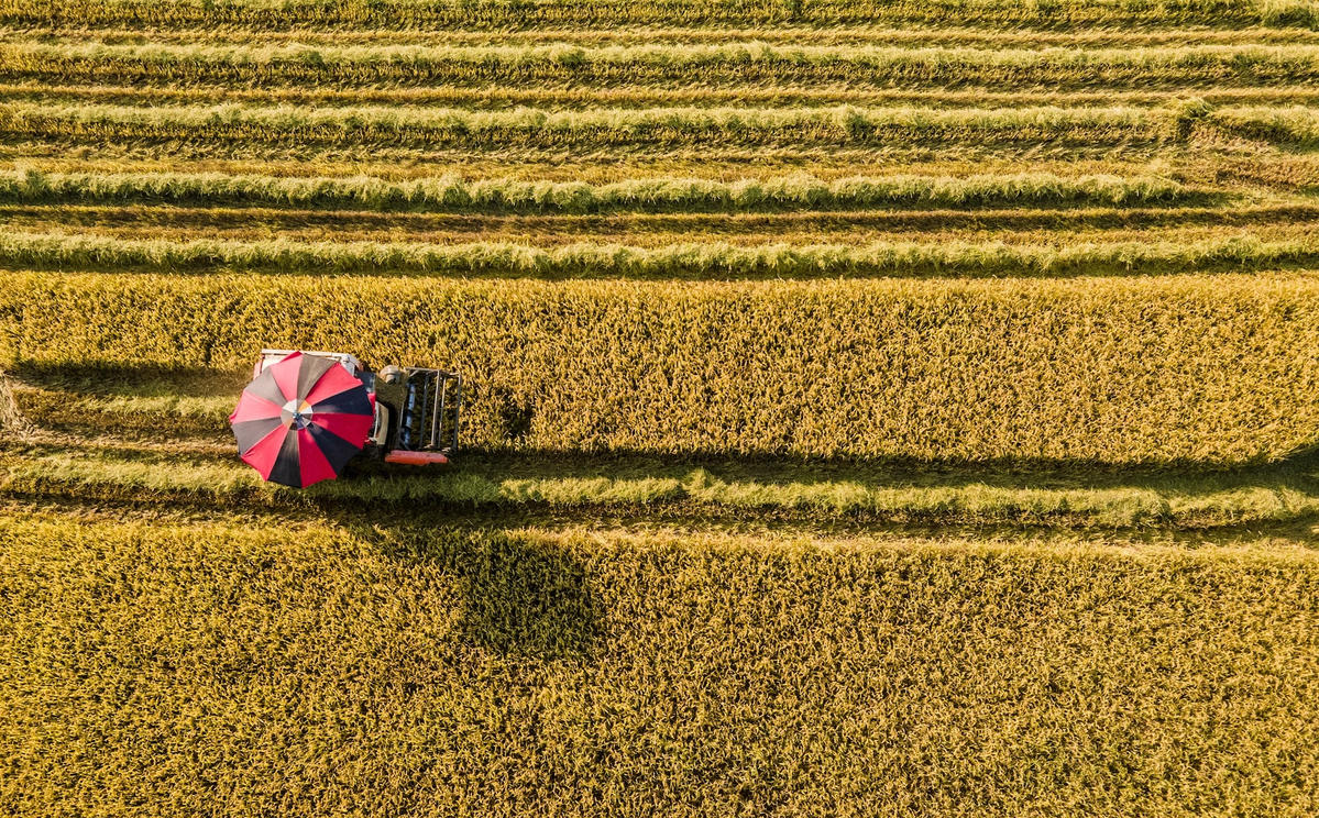  những chiếc máy gặt đập liên tục thu hoạch lúa cho người dân.