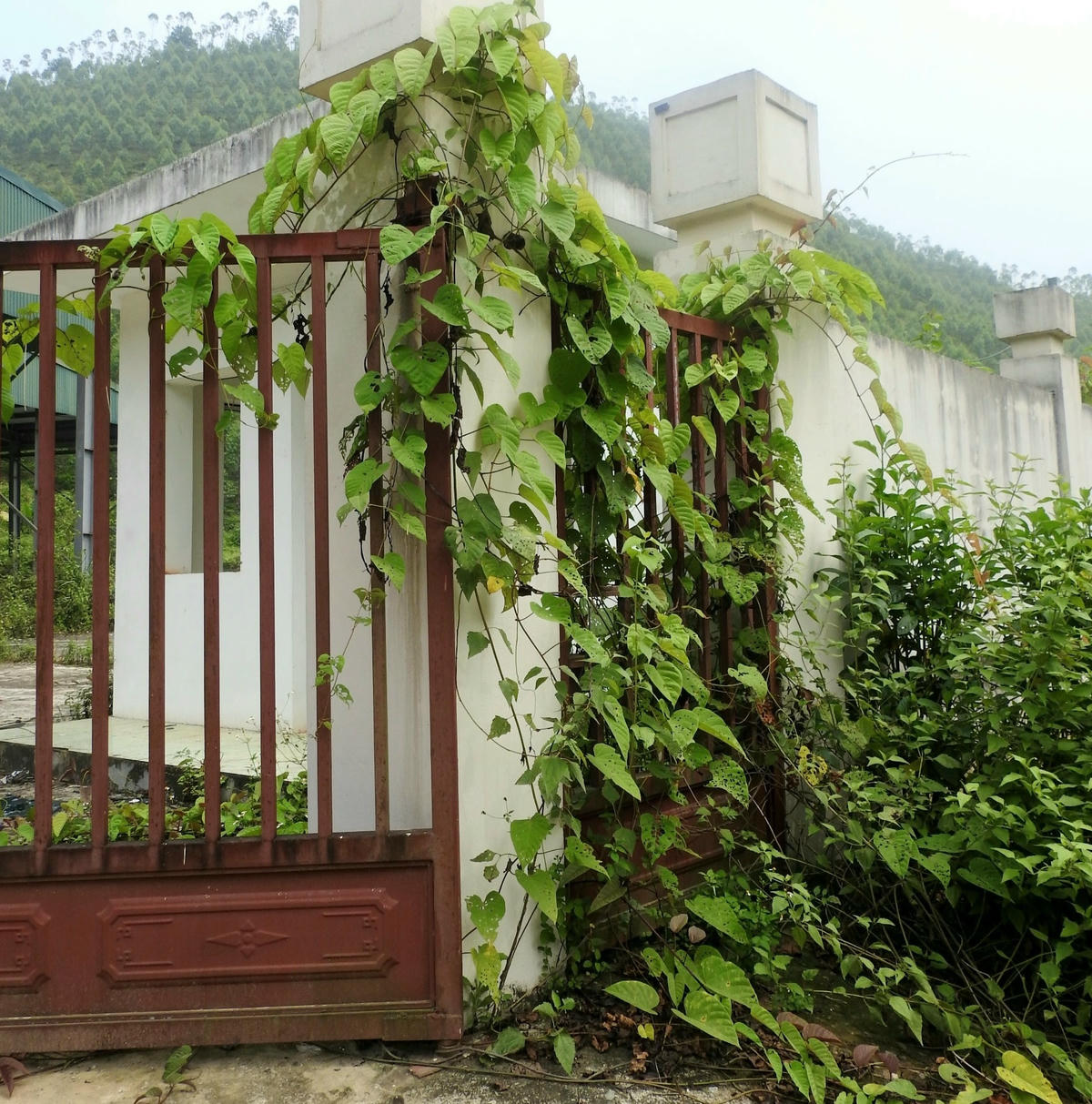 Dự án dở dang rồi bỏ hoang, cỏ cây mọc um tùm.