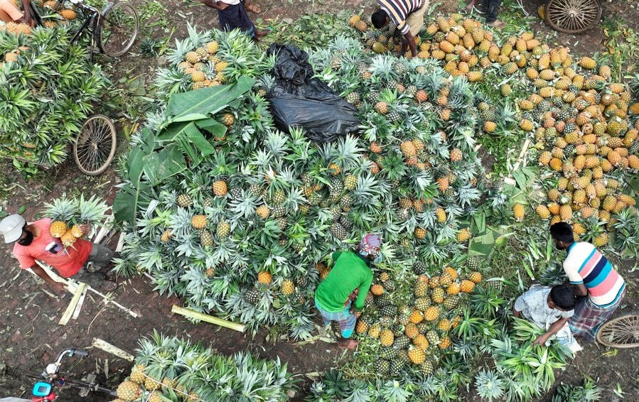 Công nhân chế biến dứa tại một chợ bán buôn ở Tangail, Bangladesh. Ảnh: Tân Hoa Xã. 