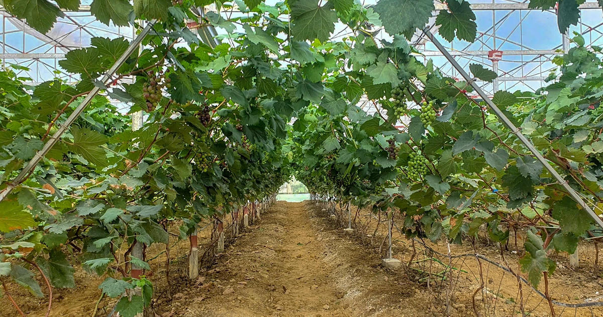 Ông Lên Văn Bình đang trồng thử nghiệm 1.000 gốc nho hạ đen và dự kiến sẽ thu hoạch lứa đầu tiên trong vòng một tháng tới. Ảnh: Cẩm Kỳ