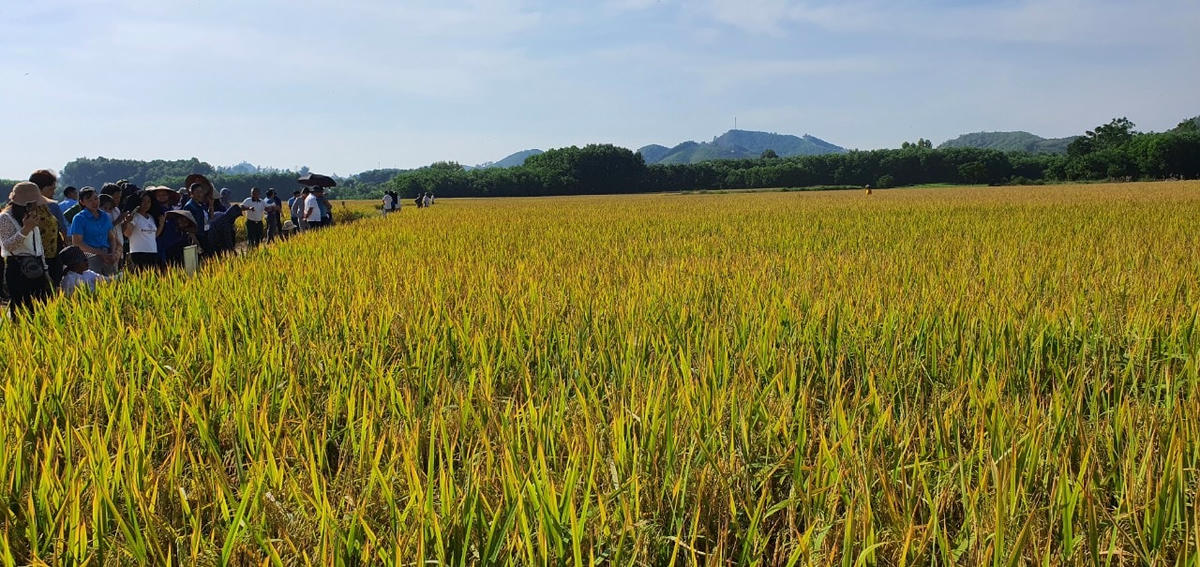 Mô hình Cánh đồng mẫu lớn sử dụng giống lúa BTE1 được triển khai tại xóm Chí Son, xã Nam Hòa (Đồng Hỷ, Thái Nguyê). Ảnh: thainguyen.gov.vn