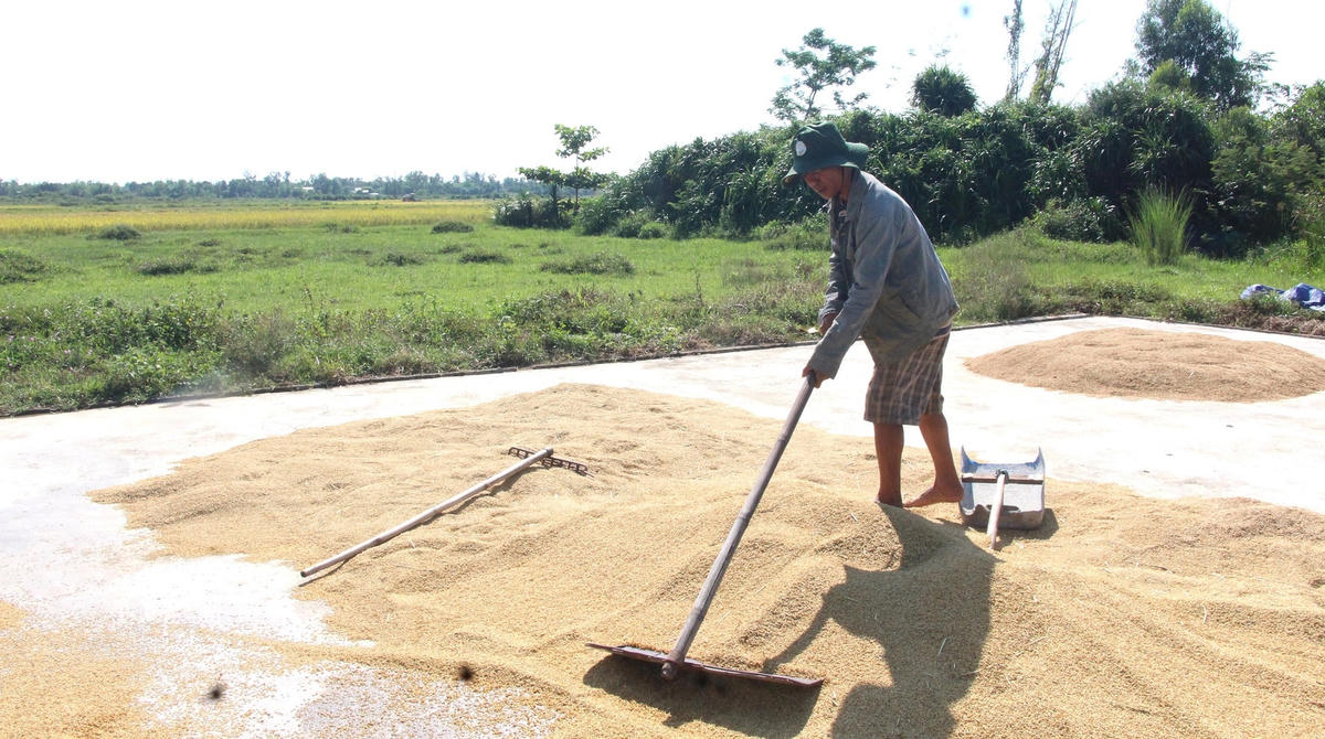 Sau thu hoạch người dân đang phơi lúa.