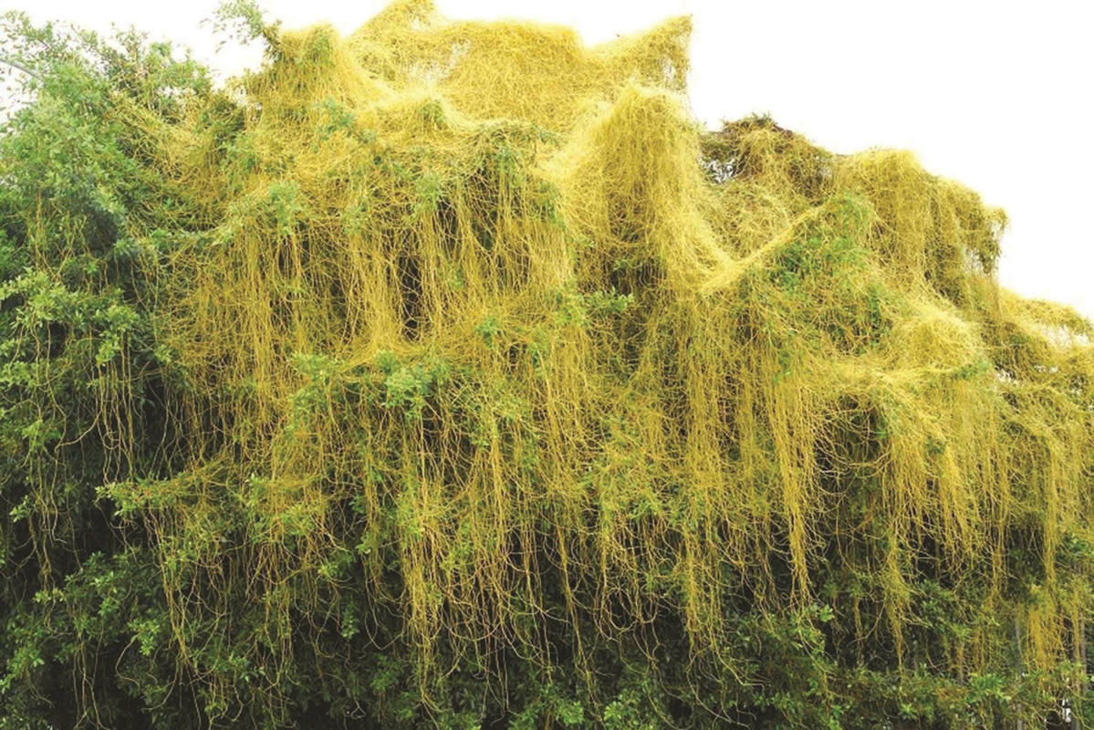 day-to-hong-vang-bach-an-khang - Sao chép