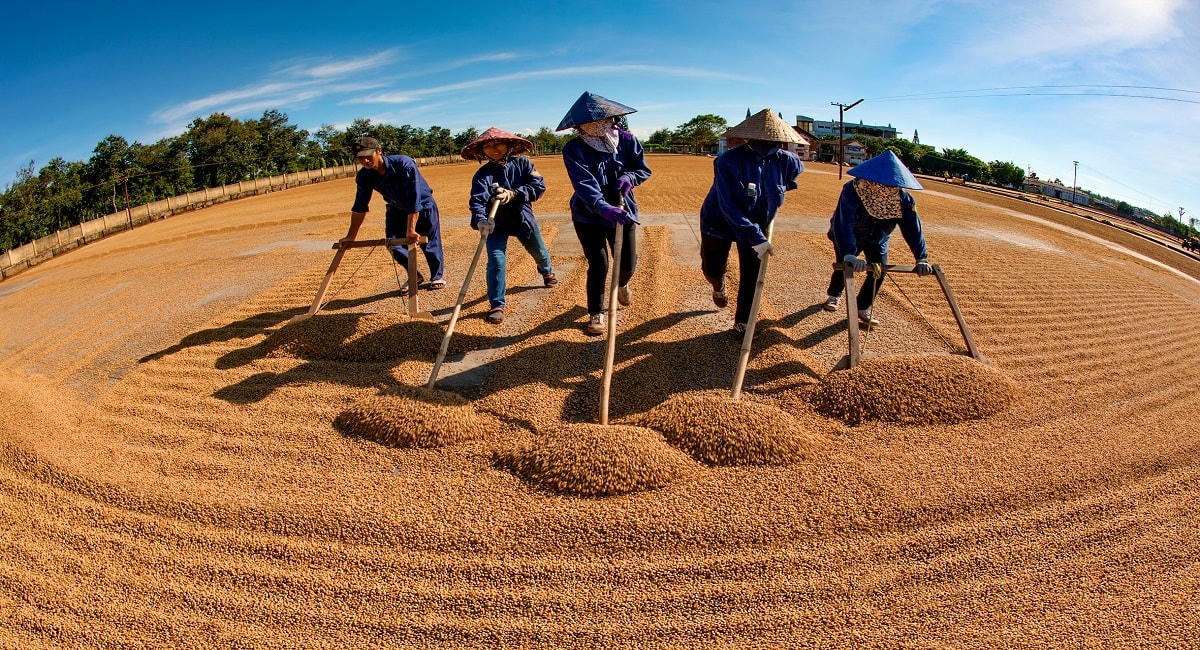 Năm 2022, sản lượng cà phê xuất khẩu của Đắk Lắk đạt 380.000 tấn