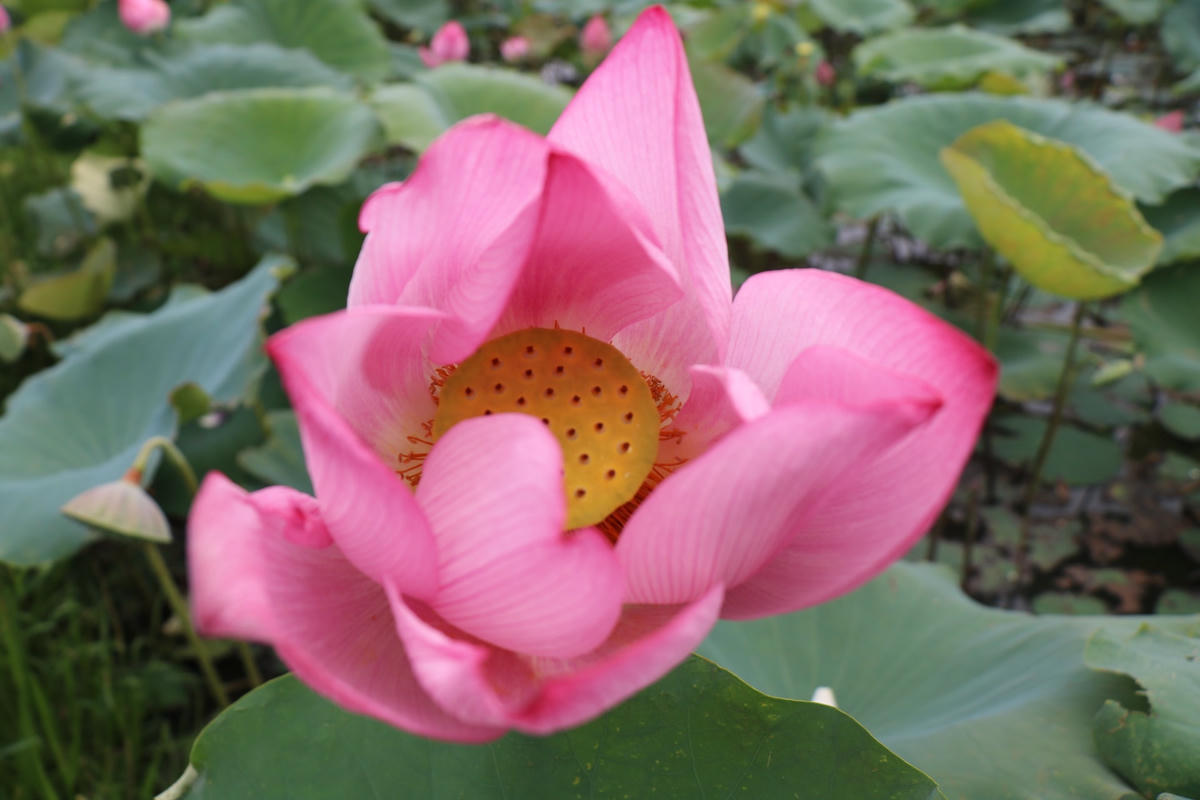 Ông Bường cho biết, kể từ khi sen nở hoa.