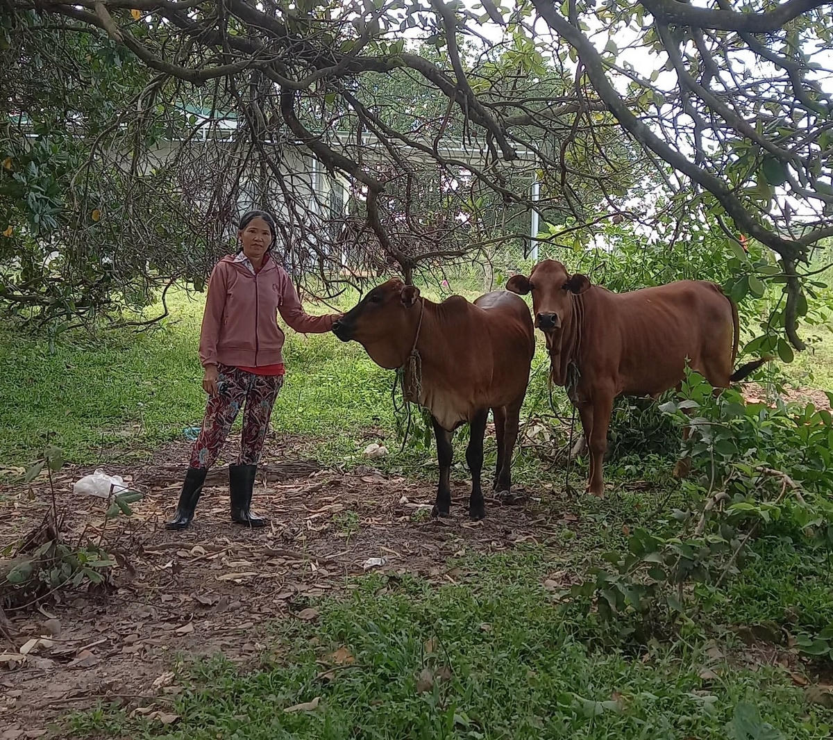 Nghinh, thôn 7, xã Cư Mlan sử dụng vốn vay đầu tư chăn nuôi bò sinh sản. Ảnh: easup.daklak.gov.vn