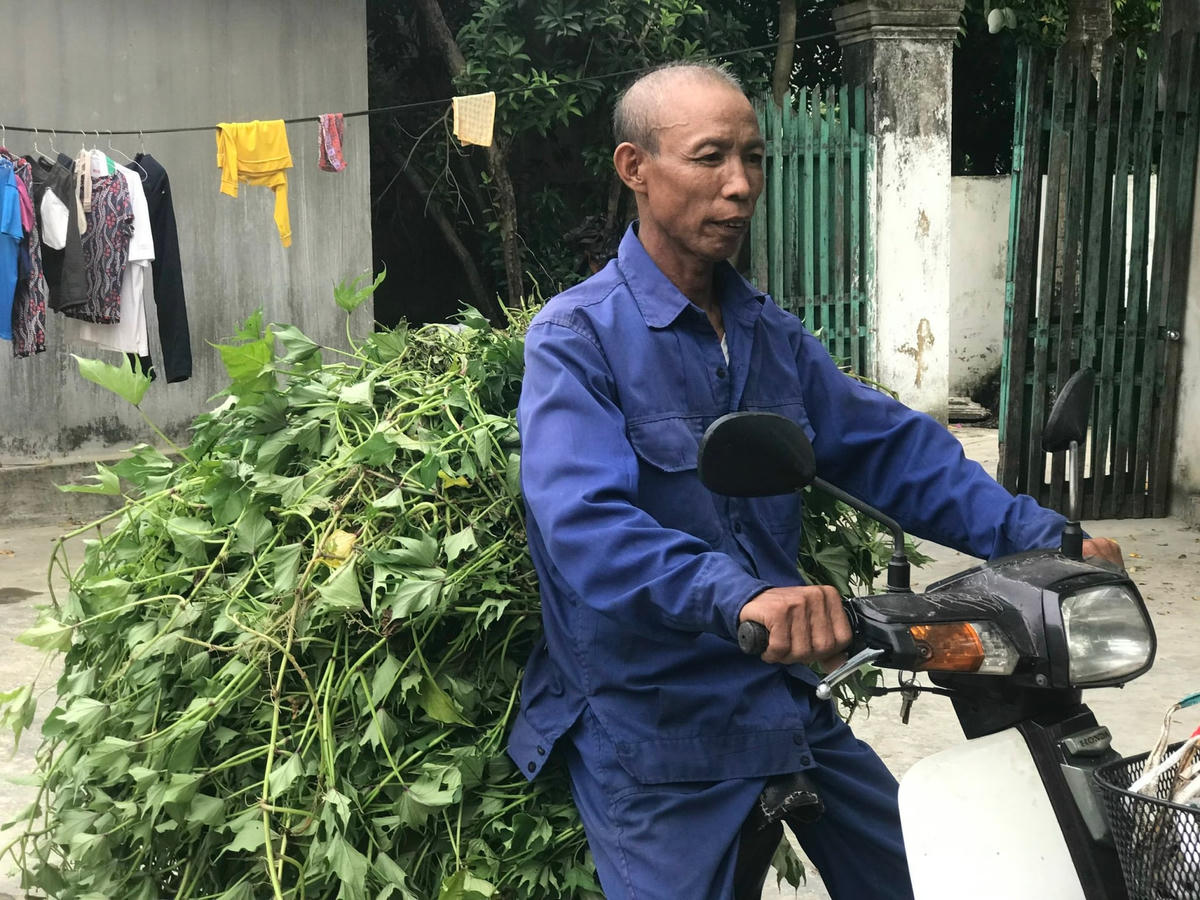 Dù đau đớn do ung thư nhưng ông Hồng vẫn gắng gượng đi bứt rau khoai về nuôi lợn.