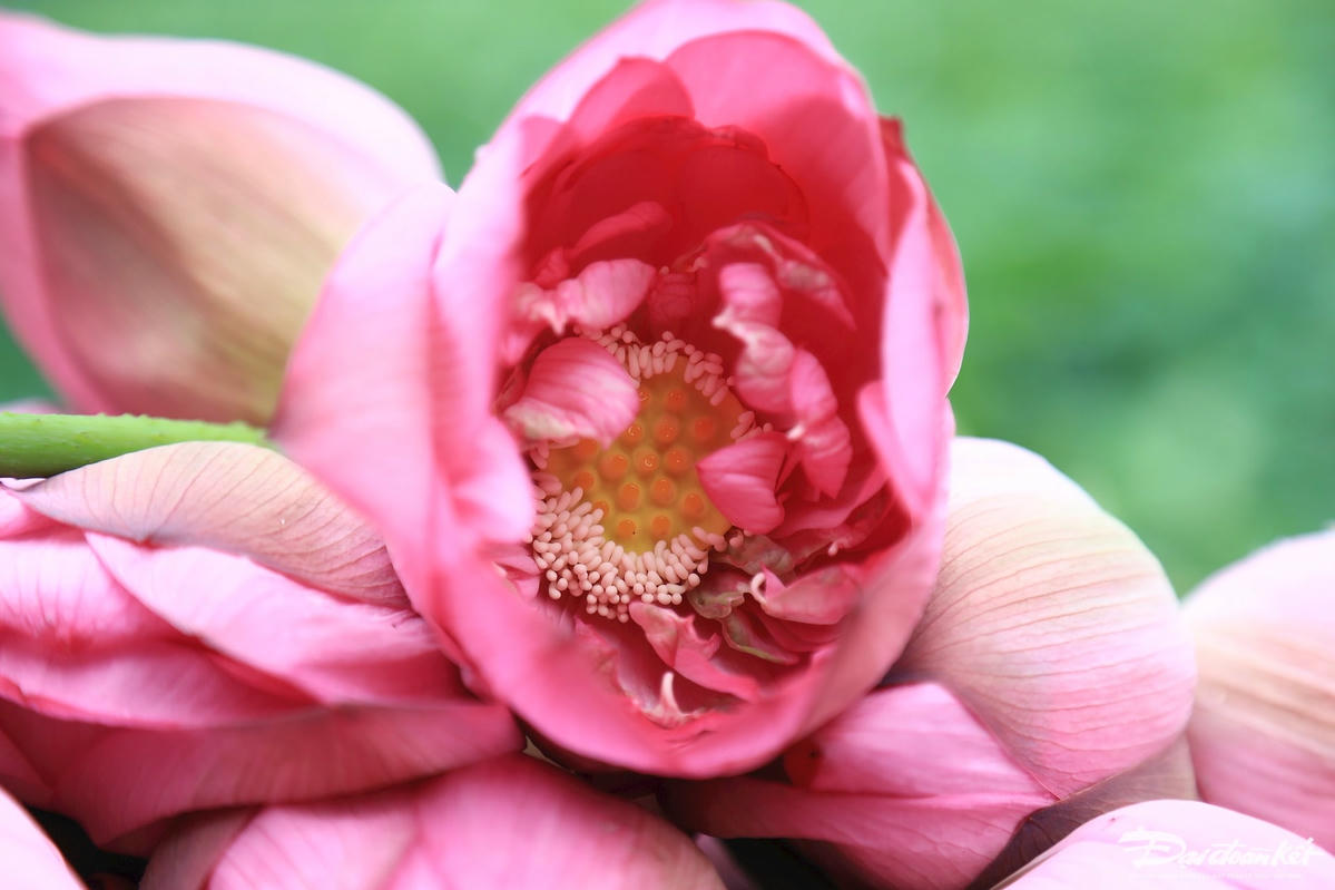 Sen Hồ Tây có rất nhiều hạt gạo được dùng để ướp trà, làm nên loại trà sen thanh tao của người Hà Thành.