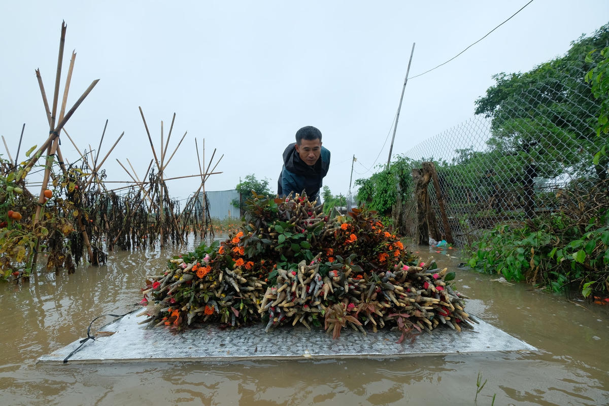 Anh Vũ Văn Hòa trú tại thôn Đìa, xã Nam Hồng chia sẻ: “Ruộng hoa hồng gần 2 mẫu của tôi chuẩn bị đến kỳ thu hoạch thì gặp cơn mưa lớn, nước tràn vào rộng nhấn chìm hết toàn bộ số hoa mà gia đình mất nhiều tháng chăm sóc”.