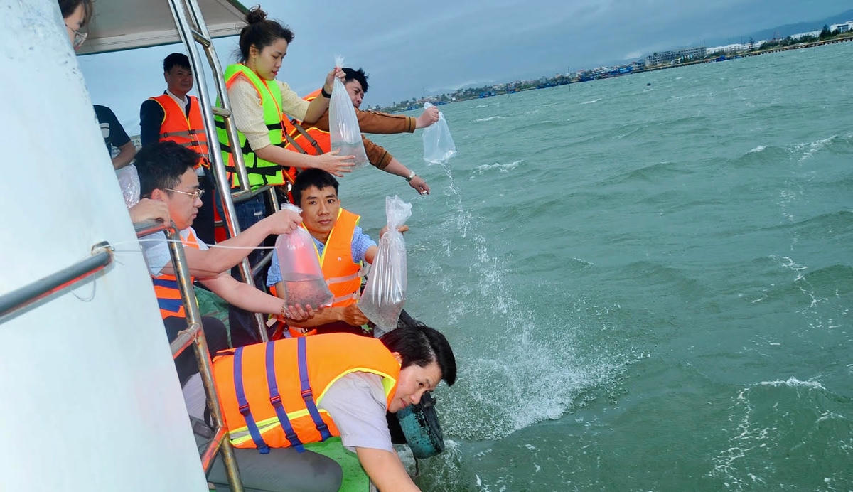 Phú Yên thả trên 1 triệu con tôm giống xuống biển để tái tạo nguồn thủy sản (ảnh Thùy Trang)
