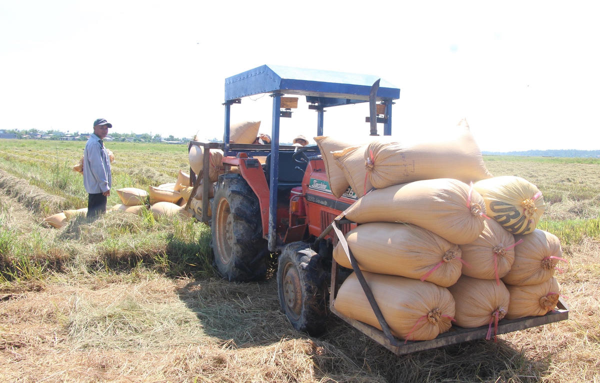Các bao lúa được nông dân đưa lên xe chở về nhà.