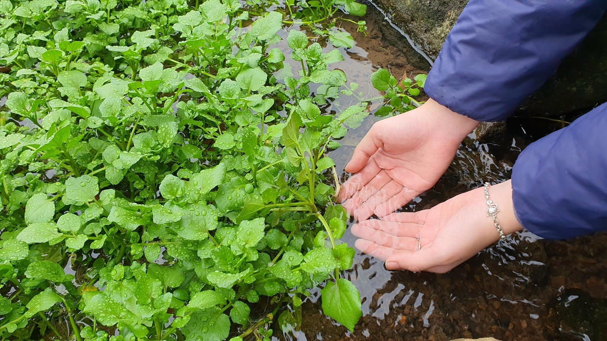 “Rau sợ bẩn” vì xà lách xoong chỉ mọc và phát triển tươi tốt ở cạnh những giếng cổ Gio An - nơi có nguồn nước trong mát quanh năm.