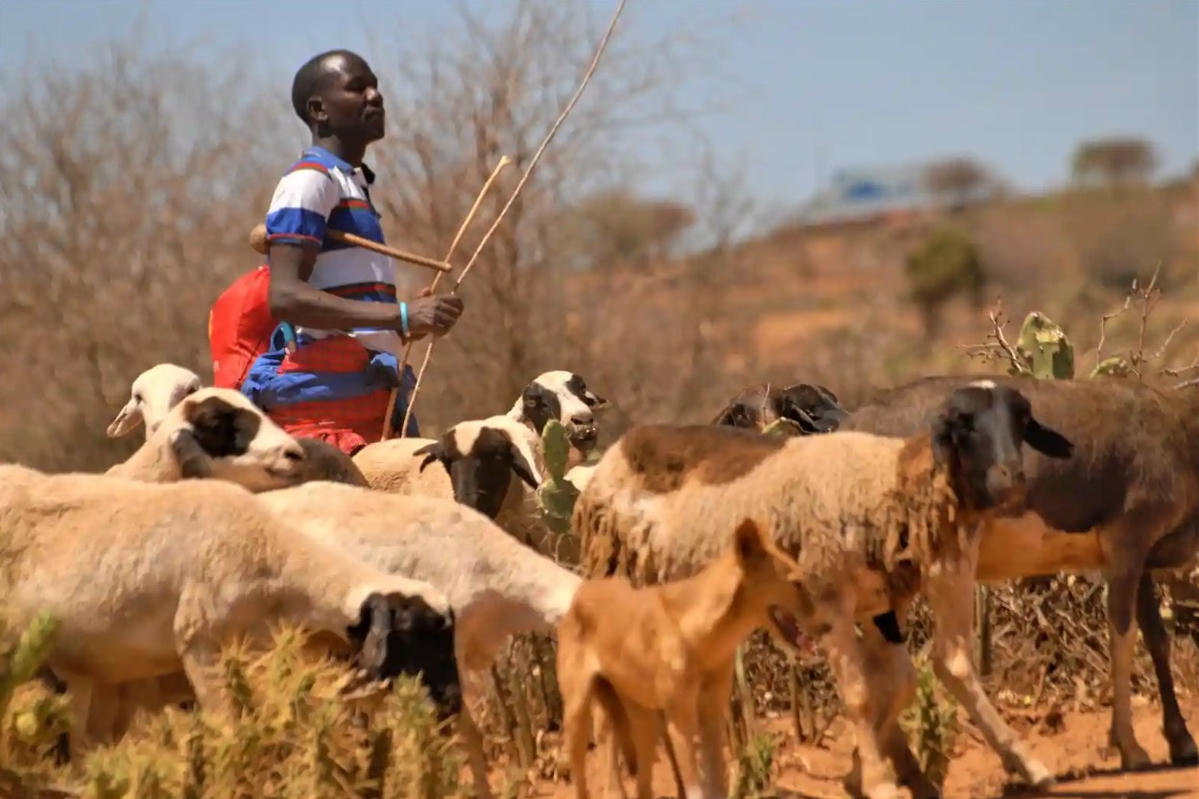Harrison Saikong đã mất hơn 100 con cừu do những con vật này ăn phải Opuntia. Ảnh: Peter Muiruri.