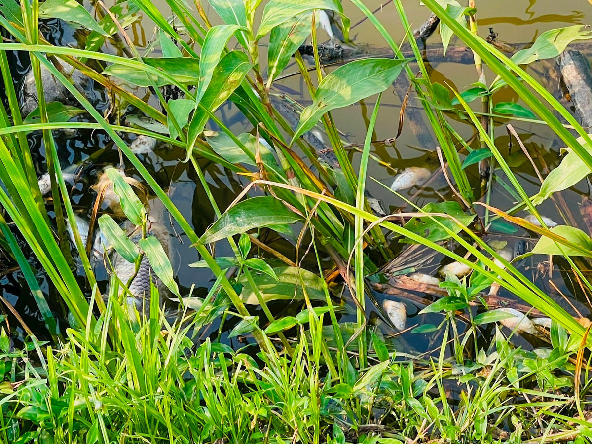 Cá tự nhiên trên sông Ô Giang bị chết trôi nổi và dạt vào gần bờ. Ảnh: người dân cung cấp.