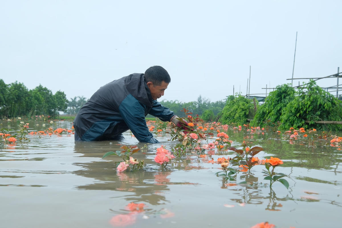 Theo anh Hòa, với diện tích trồng hoa bị ngập, với giá trị hiện nay thì gia đình lỗ khoảng 50 triệu đồng. Cũng may, vừa ngớt mưa gia đình anh cũng vội vã thu hoạch được một ít hoa để bán thu lại được số vốn ít ỏi.