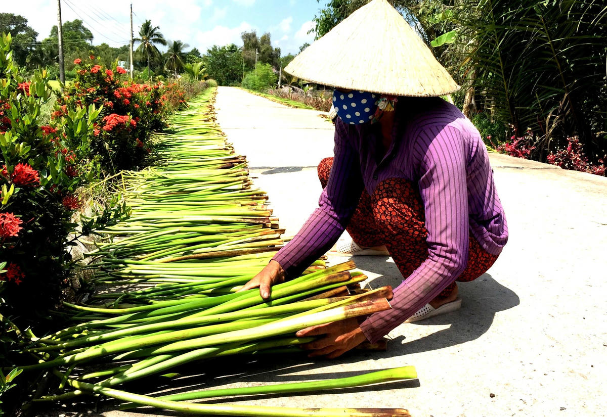 ảnh 6 Phơi khô lục bình.