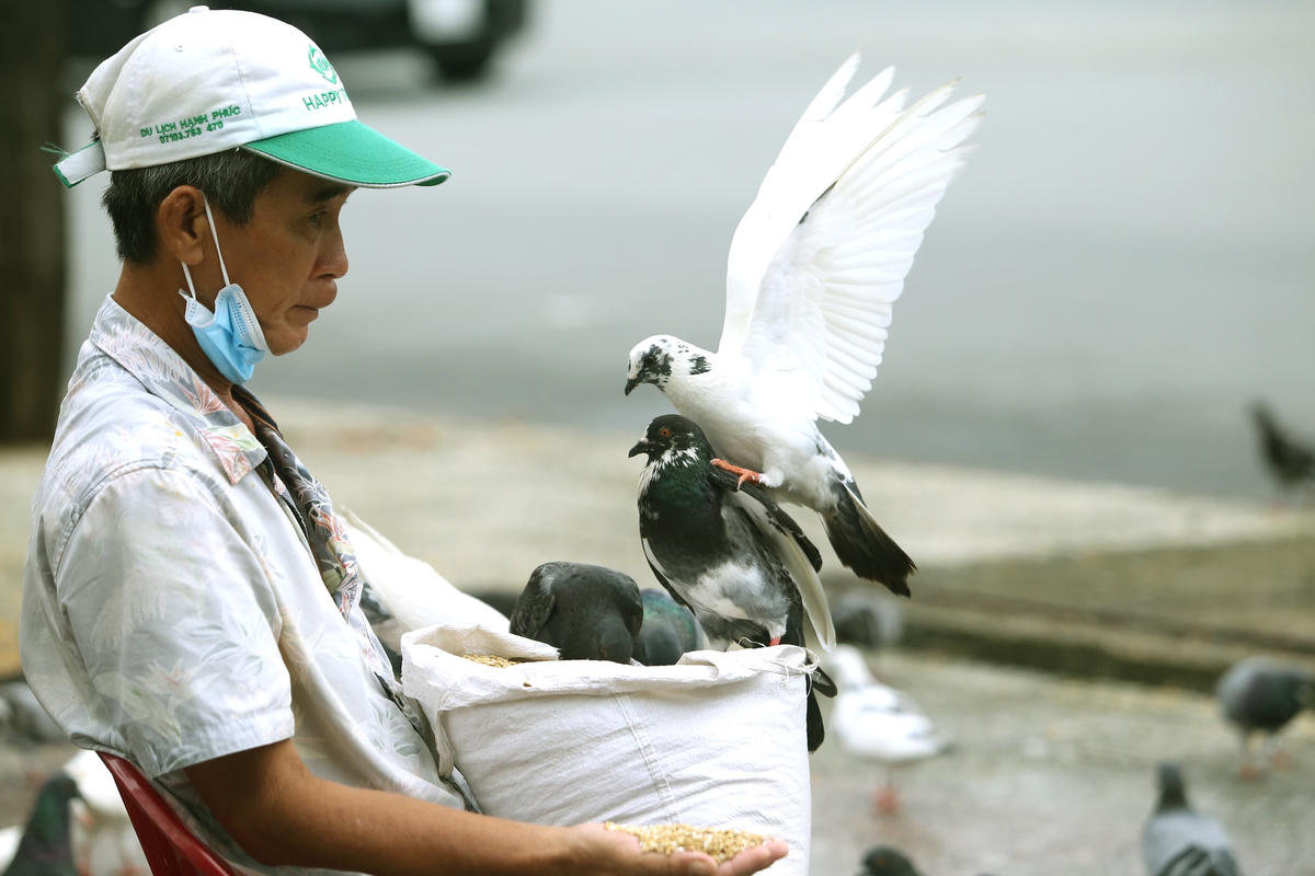 Ông Chương cho đàn chim trời ăn.  