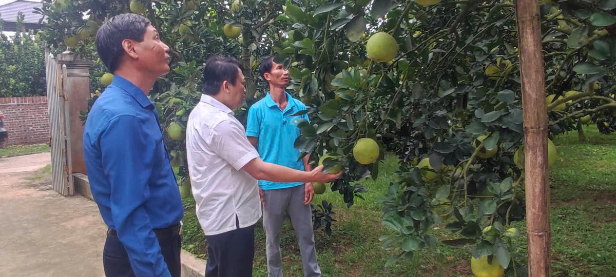 mô hình trồng bưởi 11-7