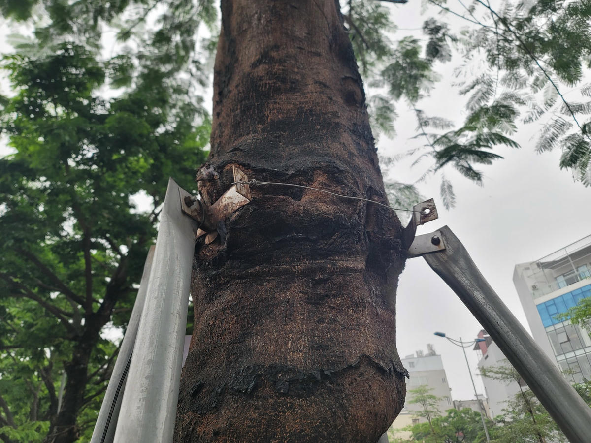 Những cây không được