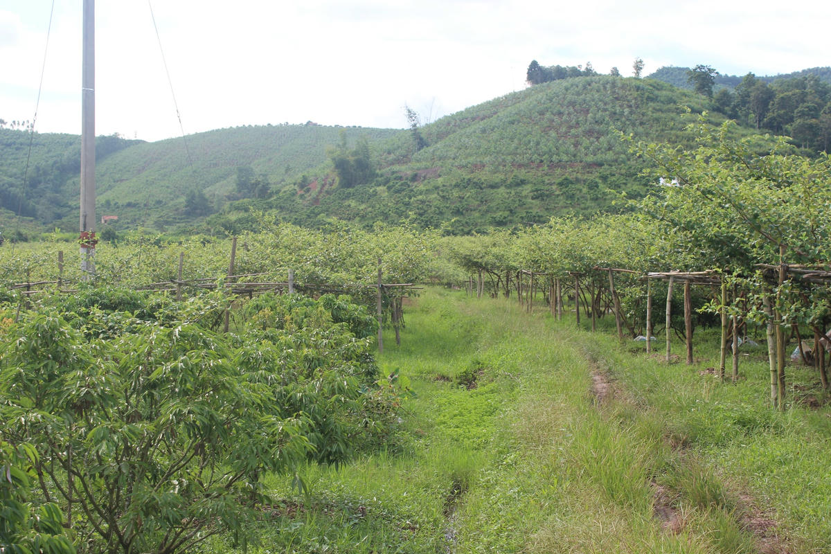 Vườn táo của gia đình anh Bùi Văn Hòa. Ảnh: Thu Trang