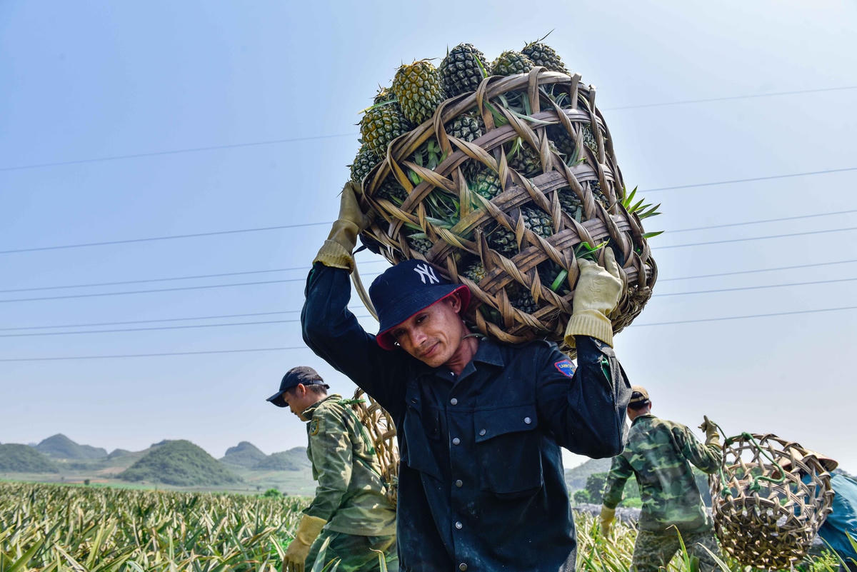 Anh Nguyễn Đình Tư (trú xã Thành Tân, huyện Thạch Thành) làm công việc gùi dứa đã nhiều năm nay. Theo anh Tư, mỗi tổ thu hoạch dứa có từ 20-30 người, năng suất làm việc đạt từ 50-60 tấn/ngày; công bẻ dứa hiện khoảng 500.000 đồng/tấn.  