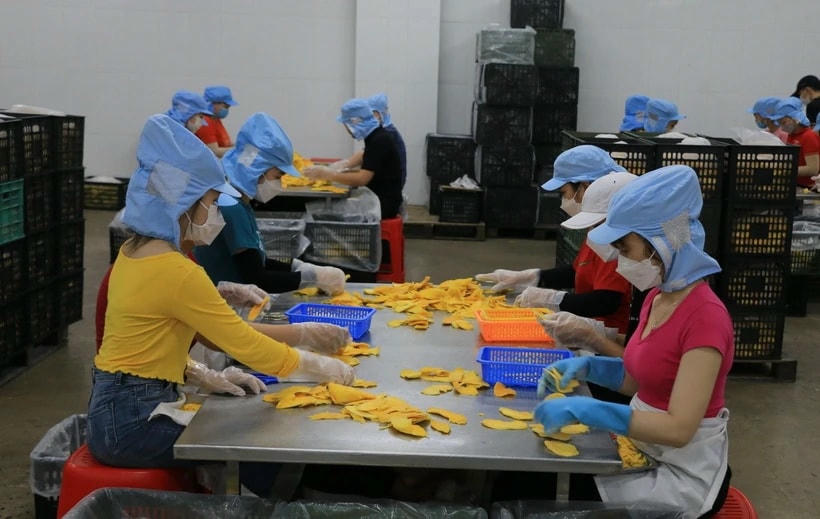 Công nhân làm việc tại một công ty tư nhân trên địa bàn huyện Lấp Vò, tỉnh Đồng Tháp. (Ảnh: Nhựt An/TTXVN)