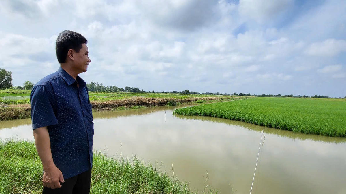 Những cánh đồng lúa ở thị xã Giá Rai, tỉnh Bạc Liêu đầy ắp nước nhờ có hệ thống thủy lợi hoàn chỉnh