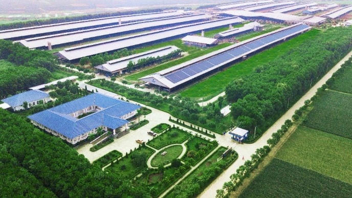 Hệ thống trang trại sinh thái Vinamilk Green Farm được xây dựng tại Tây Ninh, Quảng Ngãi, Thanh Hóa với quy mô đàn bò sữa 20.000 con.