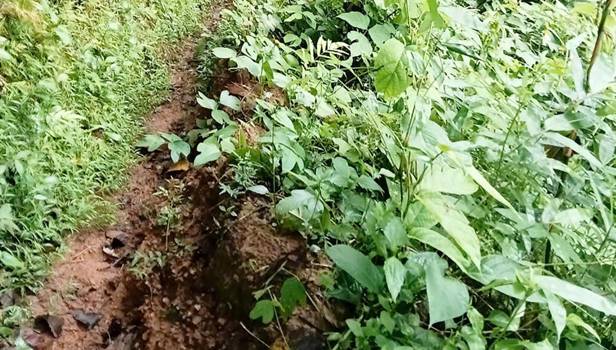 Do mưa lớn, tại bản Mường Phú, xã Thông Thụ, huyện Quế Phong xuất hiện 2 vết nứt lớn. Vết nứt 1 rộng 20cm và dài hơn 7m. Vết nứt thứ hai rộng 40cm và dài hơn 4m. Cả hai điểm này cách nhau khoảng 1km và cách khu dân cư hơn 1km. Chính quyền xã Thông Thụ đã cắm biển cảnh báo người dân về nguy cơ sạt lở tại khu vực này.