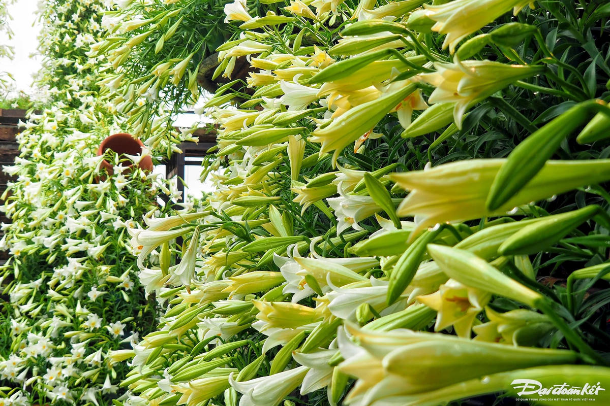 Hàng nghìn bông hoa loa kèn