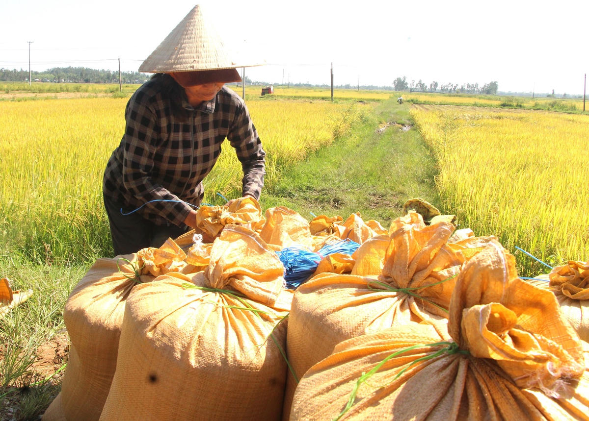 Người dân cho lúa vào bao để bán cho thương lái.