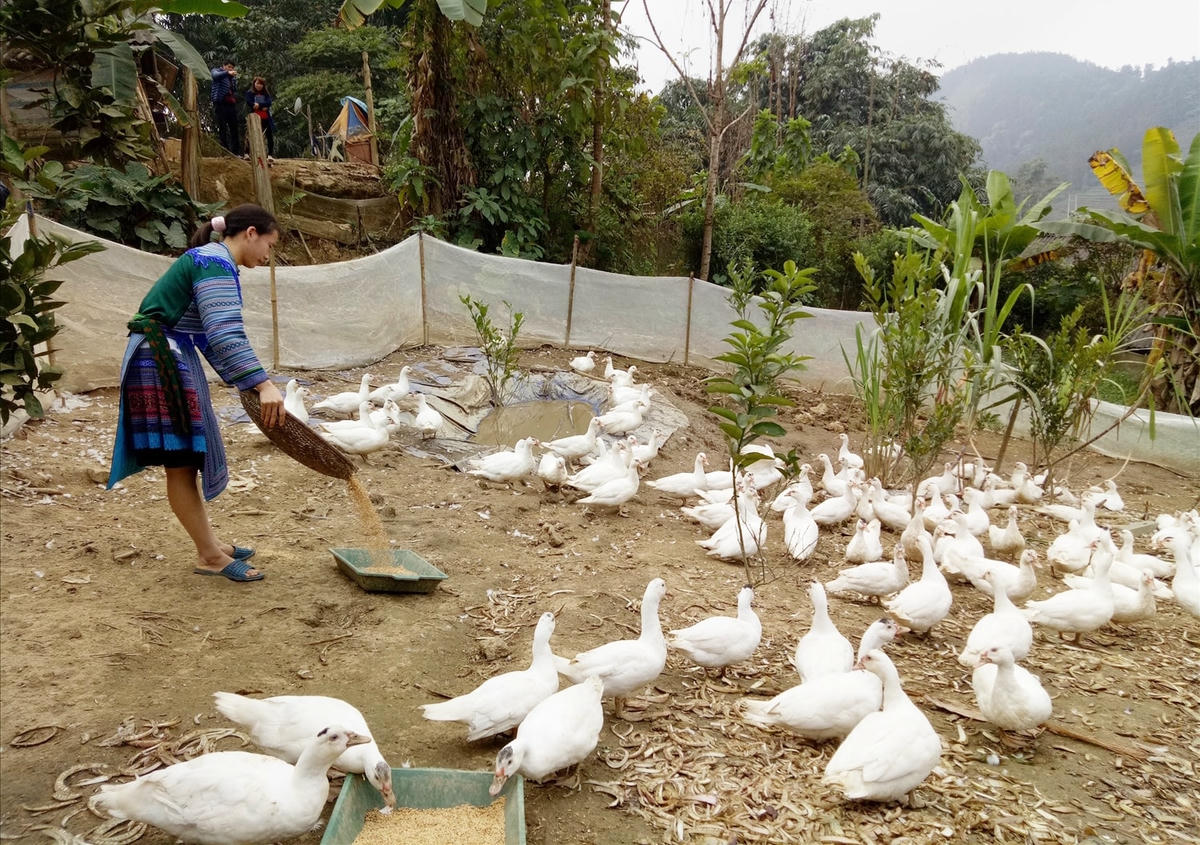 Dự án 8 góp phần tạo sinh kế, nâng cao thu nhập cho chị em phụ nữ vùng cao.