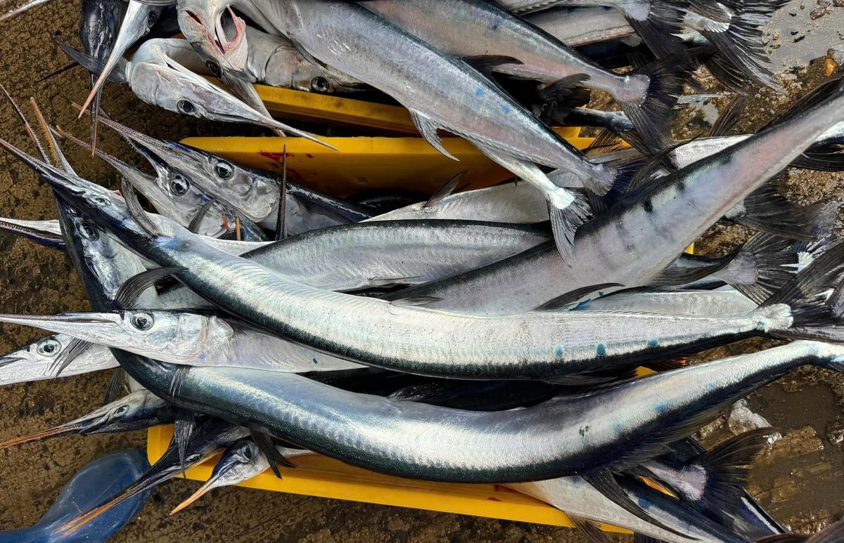 Ảnh 1-Săn cá xương xanh trên biển Tây Nam