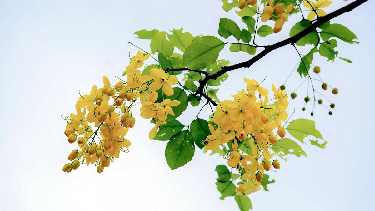 Hoa muồng vàng rực rỡ khoe sắc dưới nắng hè. Ảnh: Cẩm Kỳ