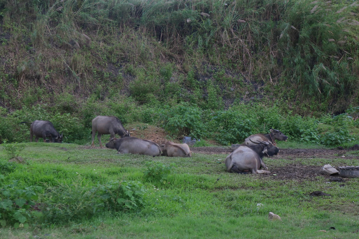 ... chăn thả trâu.