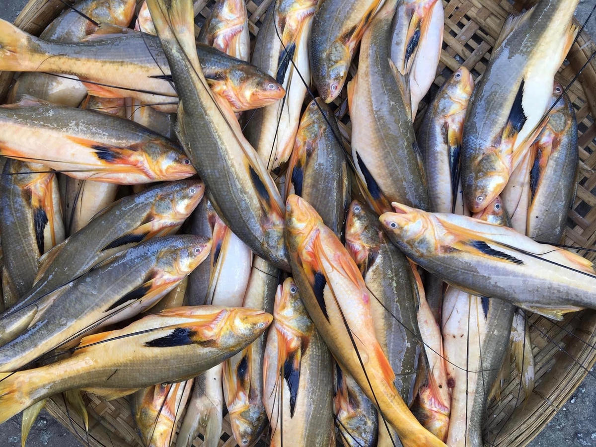 Đặc sản cá phèn.  