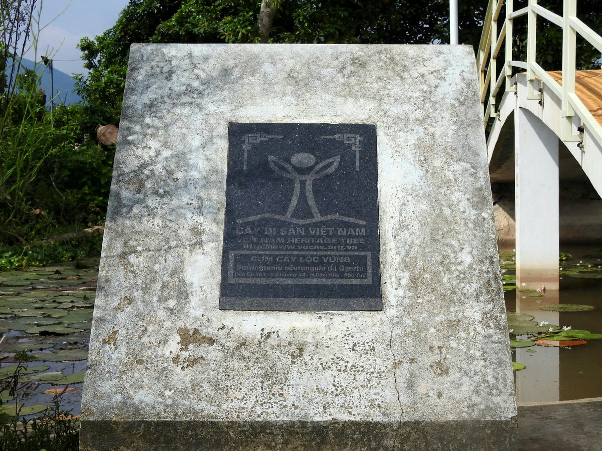 Năm 2013, quần thể lộc vừng được công nhận Cây di sản Việt Nam. Ảnh: Tuấn Trung