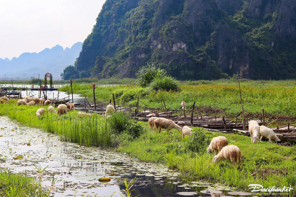 Đồng cừu Gia Hưng nằm ngay cạnh đầm Vân Long. Để đến được đây, bạn cần tra bản đồ chỉ dẫn. Khi tới bến đò, bạn rẽ trái và đi dọc về hướng bờ đê khoảng 4km sẽ thấy đồng cừu Gia Hưng ngay phía trước. Những chú cừu khá thân thiện với du khách. Nơi đây không chỉ đem lại trải nghiệm vui vẻ, thoải mái mà còn giúp bạn có những bức ảnh 'check-in' đáng yêu, thơ mộng.