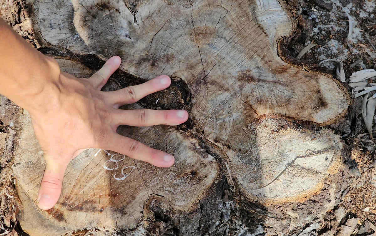 Tổng cộng có khoảng 3,1 ha rừng keo lưỡi liềm đã bị đốn hạ, trong đó có khoảng 2,5 ha rừng phòng hộ ven biển và khoảng 0,6 ha rừng sản xuất. Ảnh: N.Q.