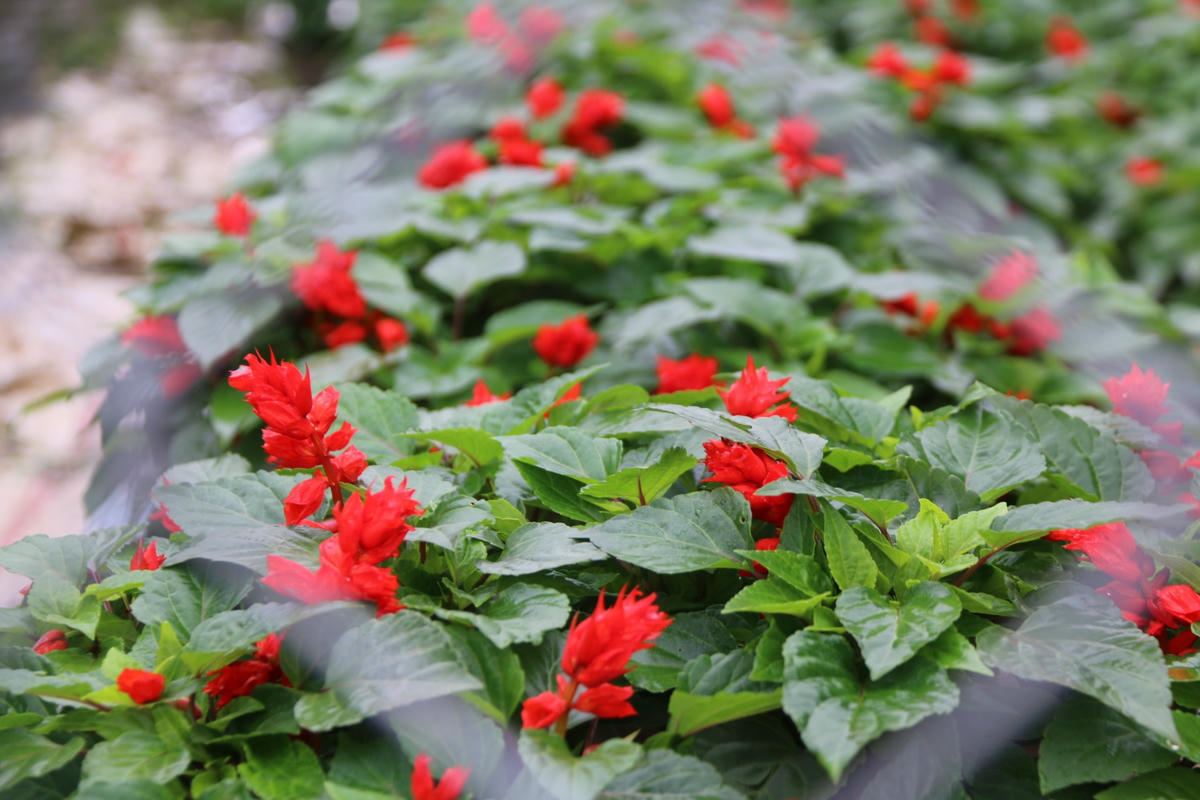 Để phục vụ nhu cầu và đáp ứng thị hiếu của người dân, các nhà vườn trồng thêm nhiều loại hoa khác.