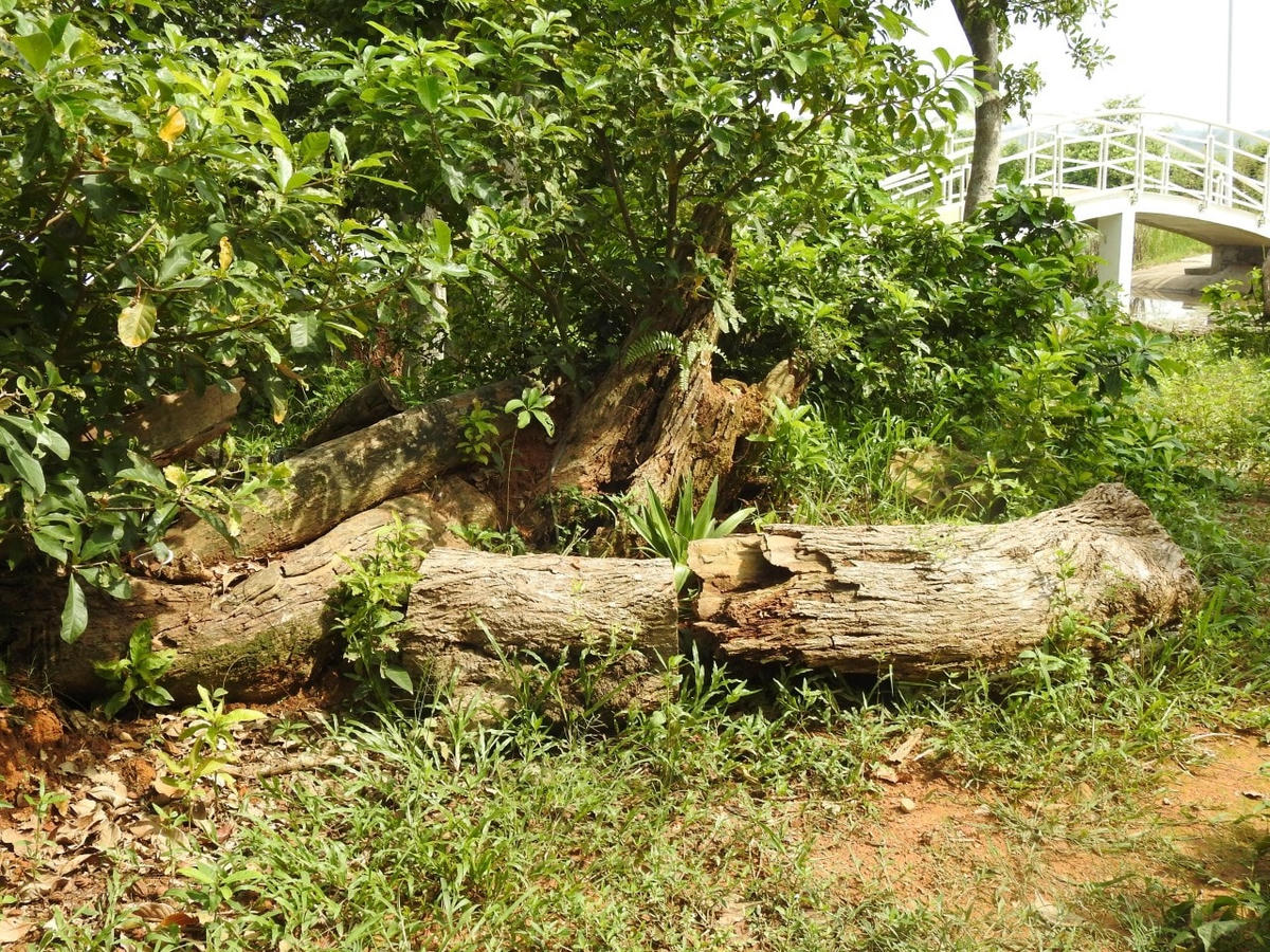 ... Dù đã rất nỗ lực để cứu nhưng quần thể cứ ngày lụi tàn. UBND xã Chương Xá mong nhận được sự quan tâm của cấp trên, các nhà khoa học để cứu