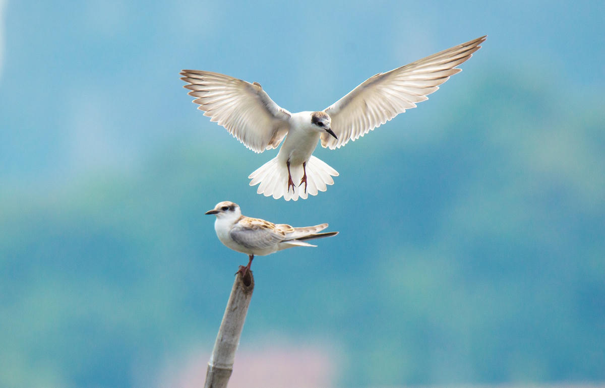 Vẻ đẹp của các loài chim luôn hấp dẫn các nhiếp ảnh gia.  