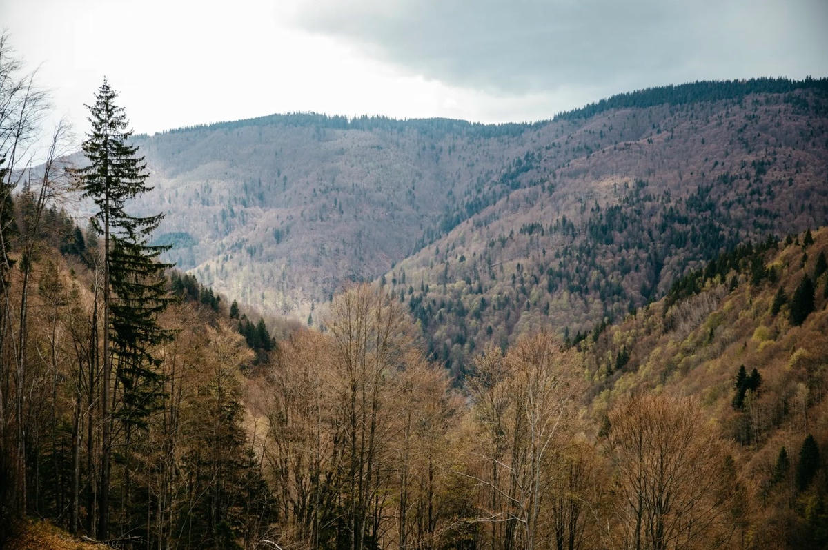 Dự án của FCC ở vùng núi Făgăraș là một trong 3 dự án đang hoạt động để giới thiệu lại bò rừng ở vùng Carpathians của Romania. Ảnh: The Guardian.