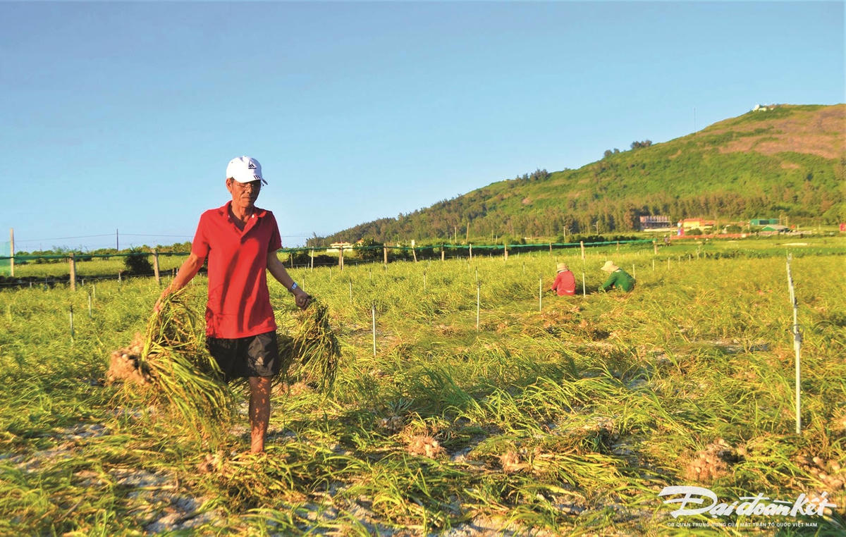 Nhiều diện tích tỏi Lý Sơn năm nay cho năng suất thấp.