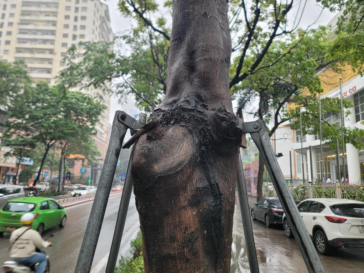 Cây tháo nới khung sắt muộn hằn một