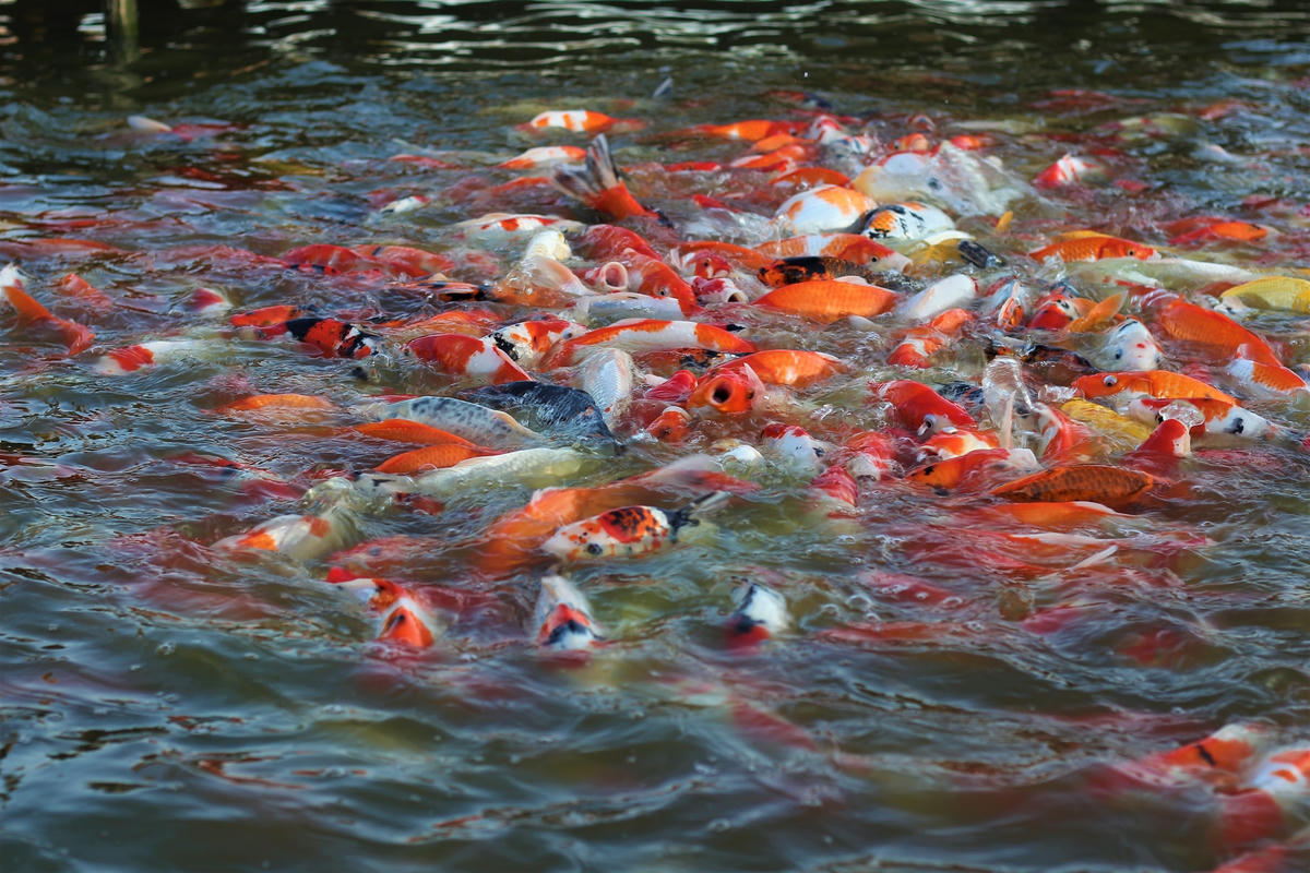 Hình ảnh đàn cá Koi tranh nhau ăn tạo nên một “bức tranh” tuyệt đẹp.