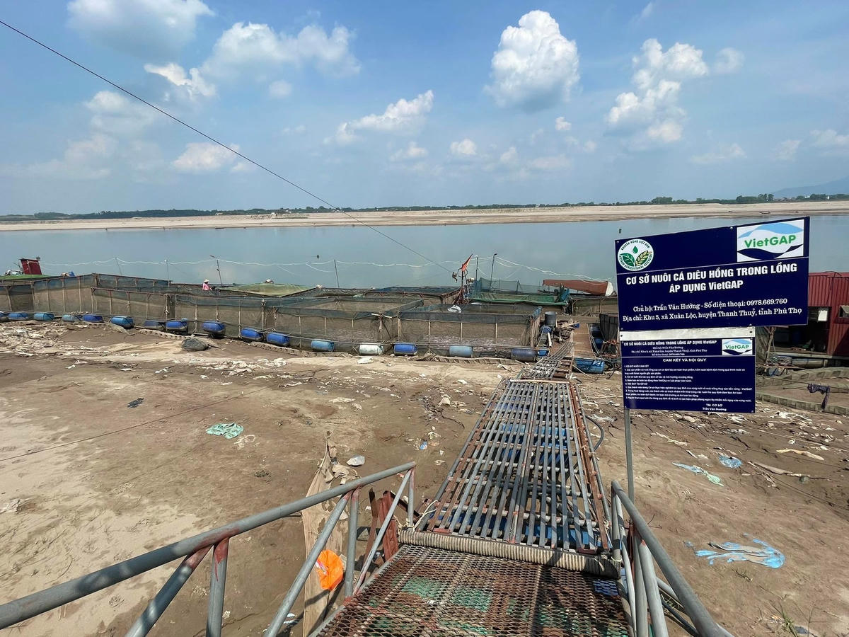 Nước cạn, ảnh hưởng trực tiếp đến người nuôi cá lồng.