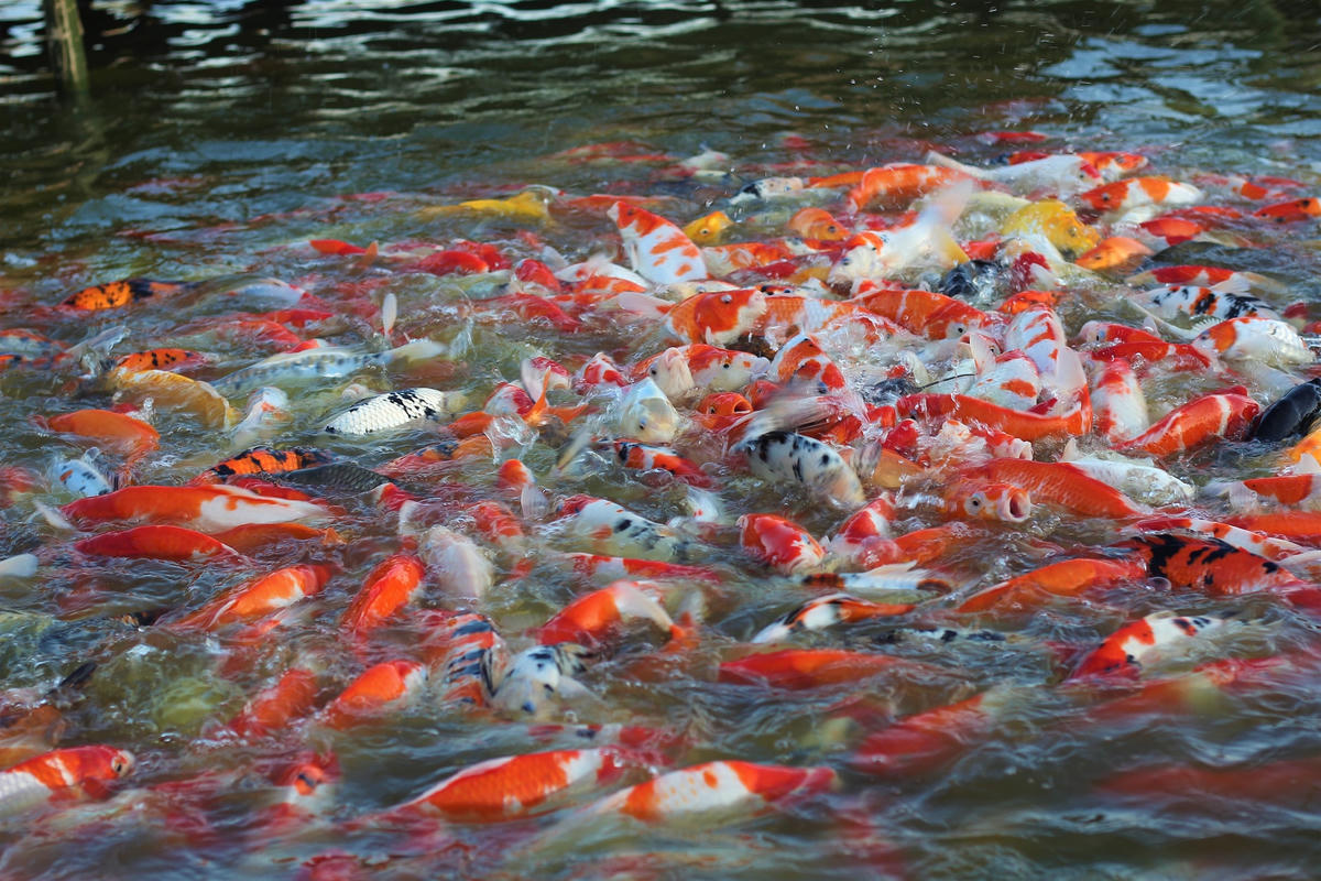 Cách đây 3 tháng, 1 doanh nghiệp đã thả xuống hồ Đầm Đông hơn 12.000 “chú” cá Koi với đủ loại kích cỡ, màu sắc. Đây được xem là hồ cá Koi lớn nhất Hà Nội.