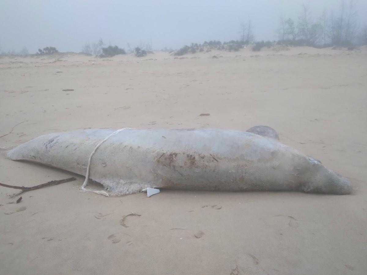 Xác cá voi trôi dạt vào bờ biển đoạn thuộc thôn 1, xã Triệu Lăng.